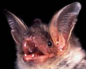 Fledermaus mit großen Ohren