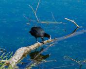 Bleßhuhn mit Spiegelbild auf einem Ast im Wasser