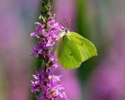 grüner Schmetterling auf lila Blüte